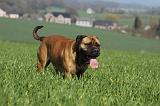 BULLMASTIFF 507